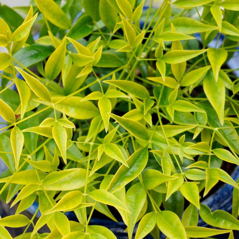 Bambou sacré Brightlight® 'Selten004', Nandina