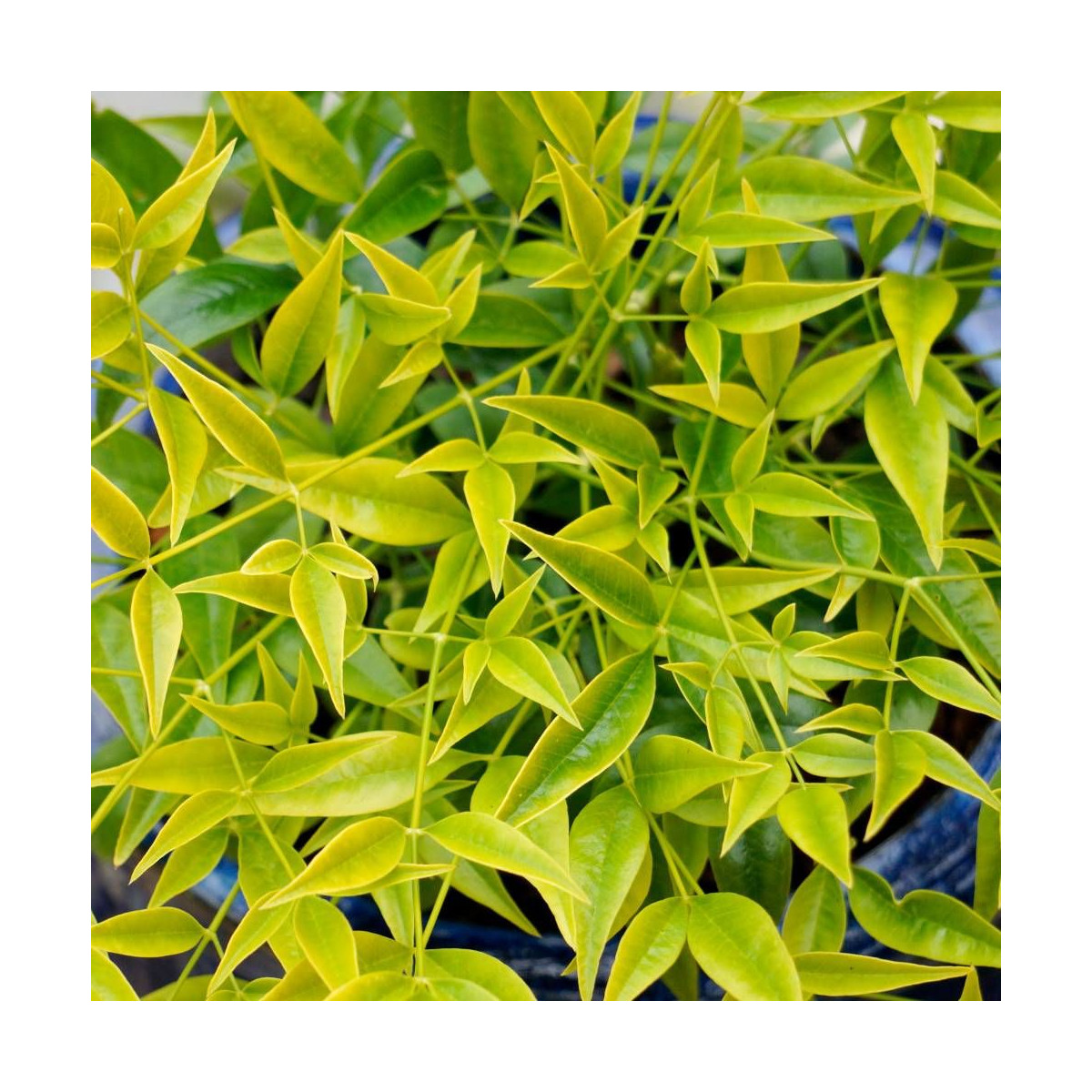 Bambou sacré Brightlight® 'Selten004', Nandina