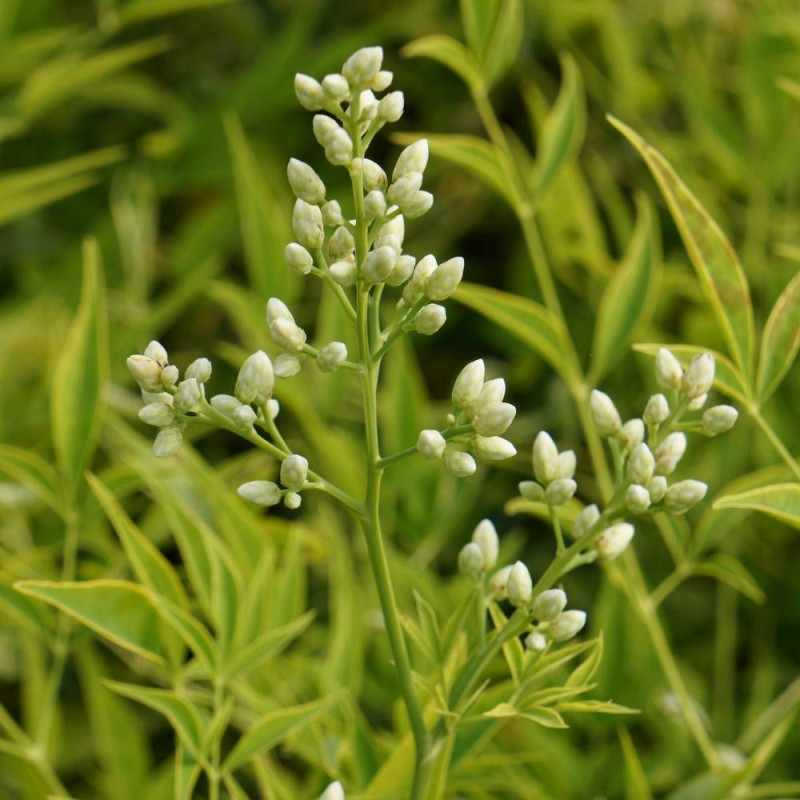 Bambou sacré Brightlight® 'Selten004', Nandina