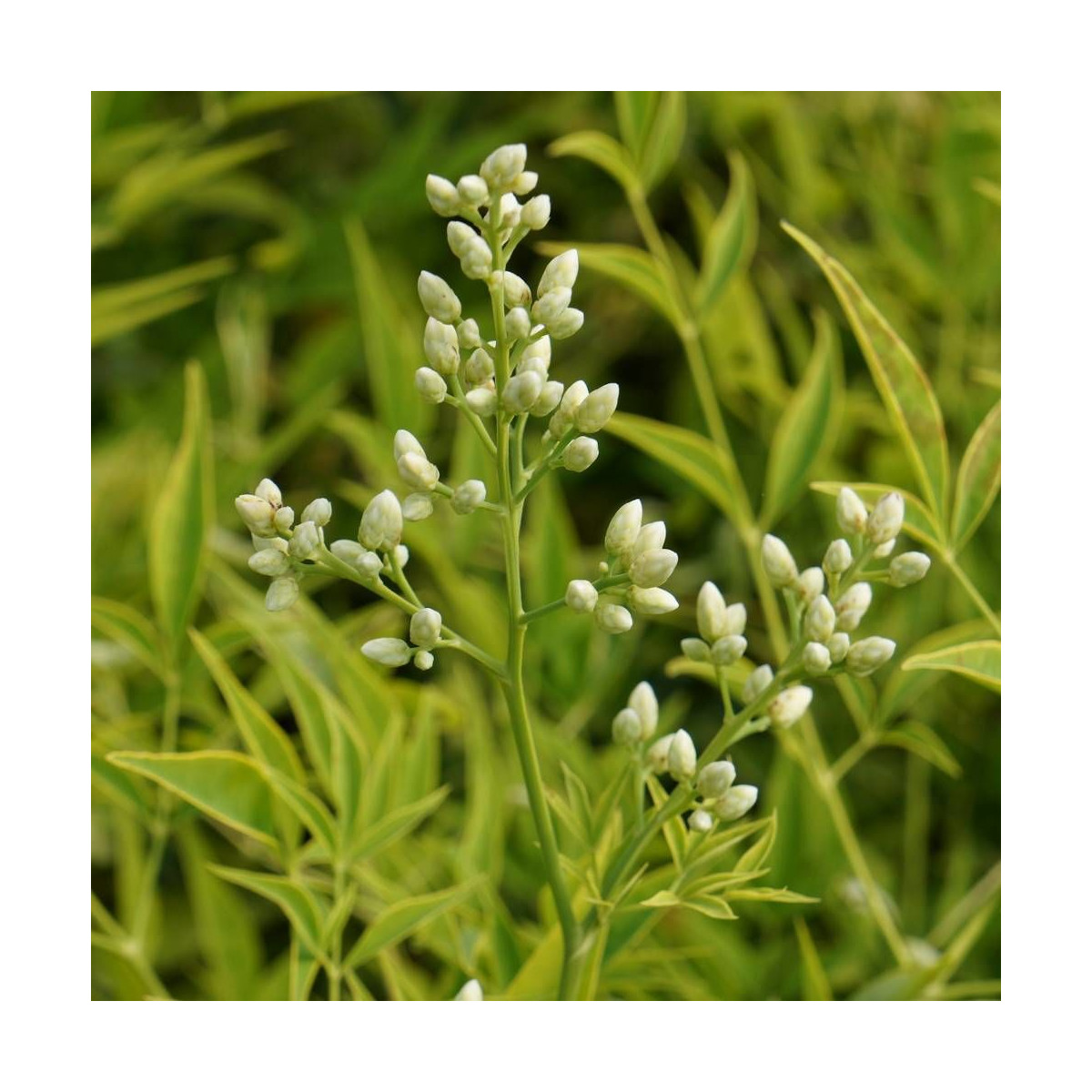 Bambou sacré Brightlight® 'Selten004', Nandina