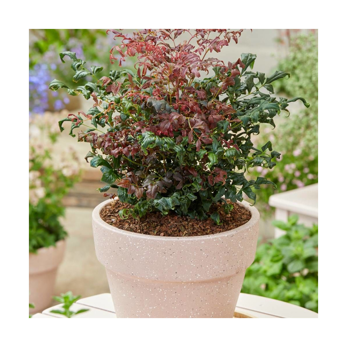 Bambou sacré Curly Obsessed® 'PB01', Nandina Bambou sacré Curly Obsessed® 'PB01', Nandina