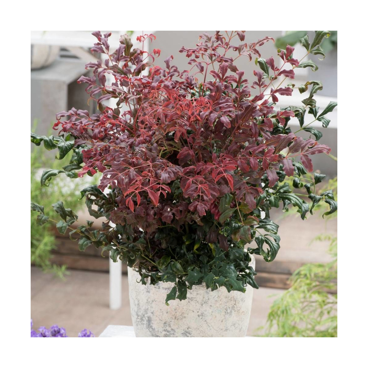 Bambou sacré Curly Obsessed® 'PB01', Nandina Bambou sacré Curly Obsessed® 'PB01', Nandina