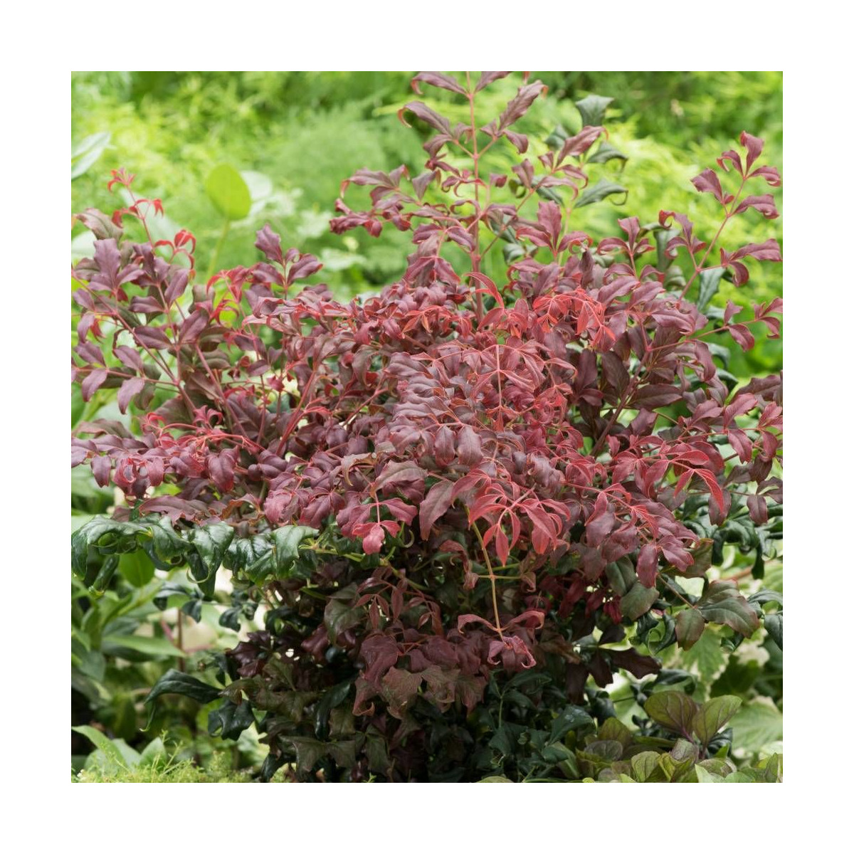 Bambou sacré Curly Obsessed® 'PB01', Nandina Bambou sacré Curly Obsessed® 'PB01', Nandina