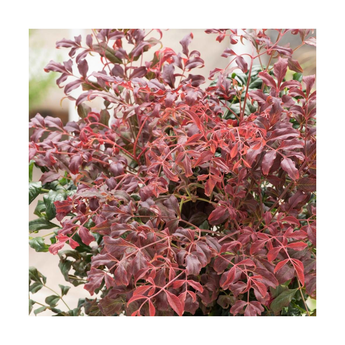 Bambou sacré Curly Obsessed® 'PB01', Nandina Bambou sacré Curly Obsessed® 'PB01', Nandina