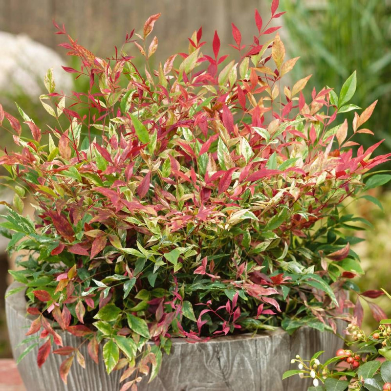 Bambou sacré Red Light® 'NRL2015', Nandina