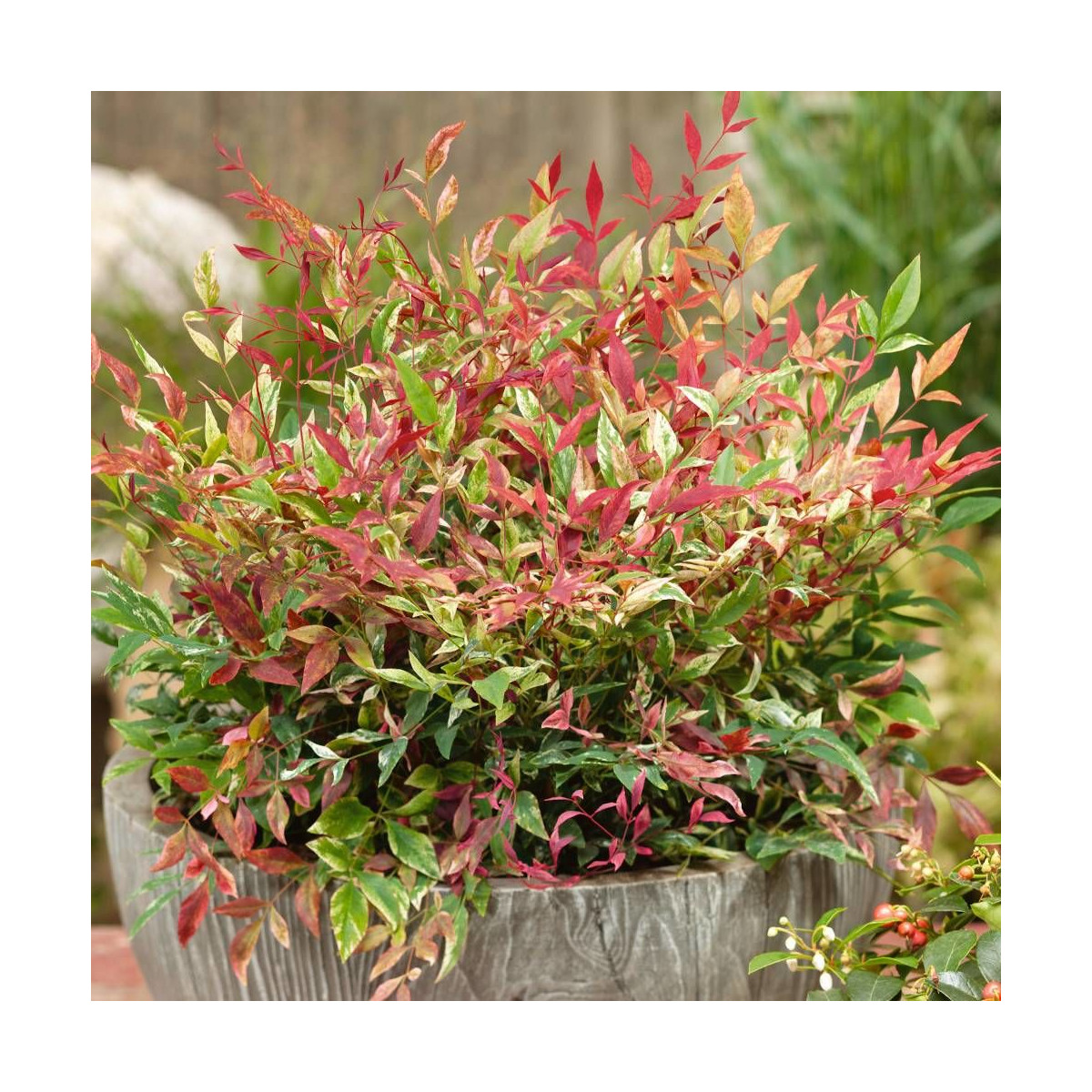 Bambou sacré Red Light® 'NRL2015', Nandina