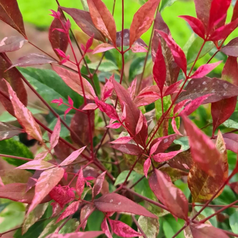 Bambou sacré Red Light® 'NRL2015', Nandina