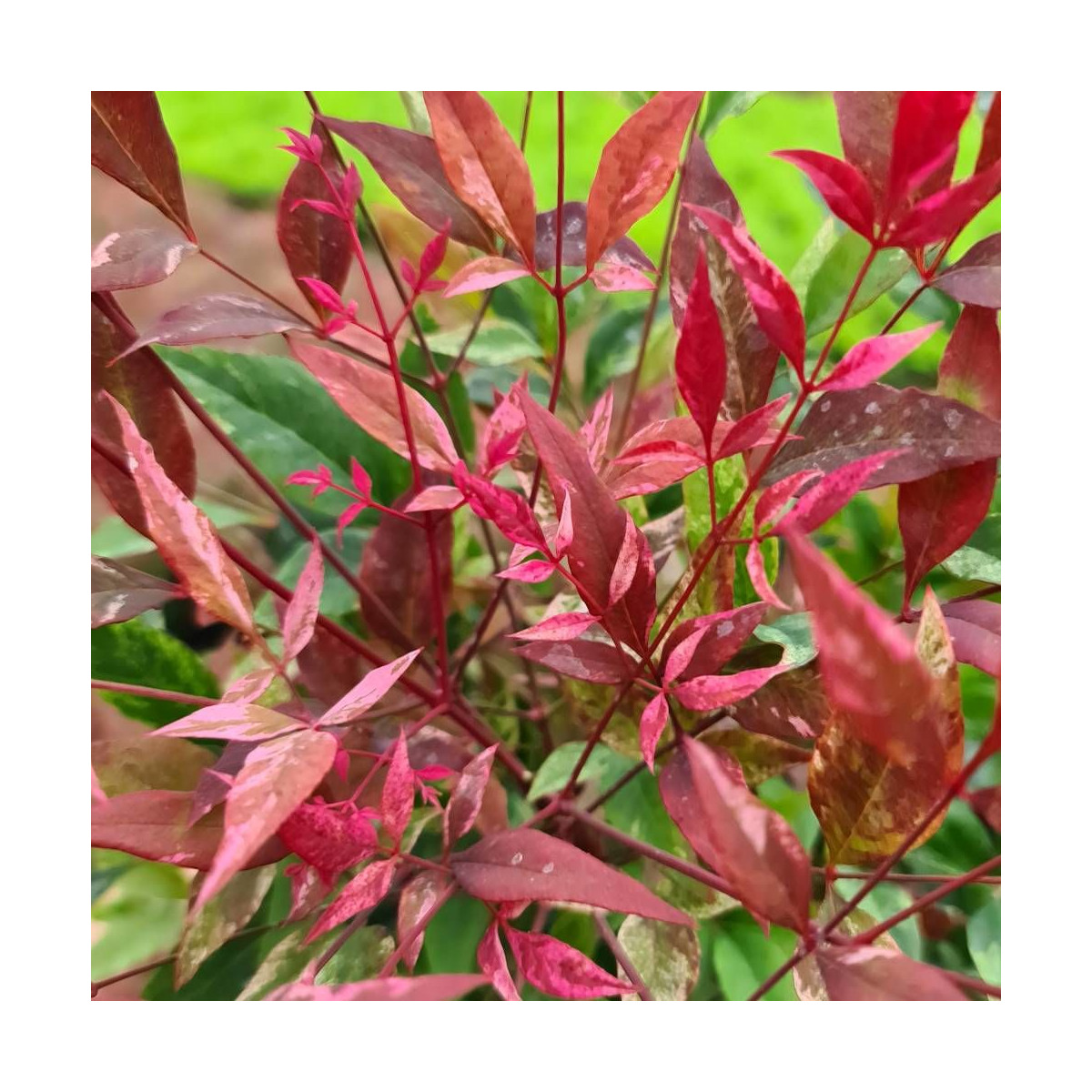 Bambou sacré Red Light® 'NRL2015', Nandina