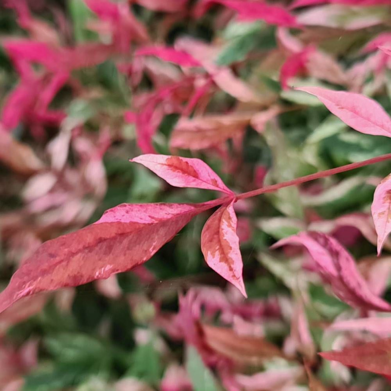 Bambou sacré Red Light® 'NRL2015', Nandina