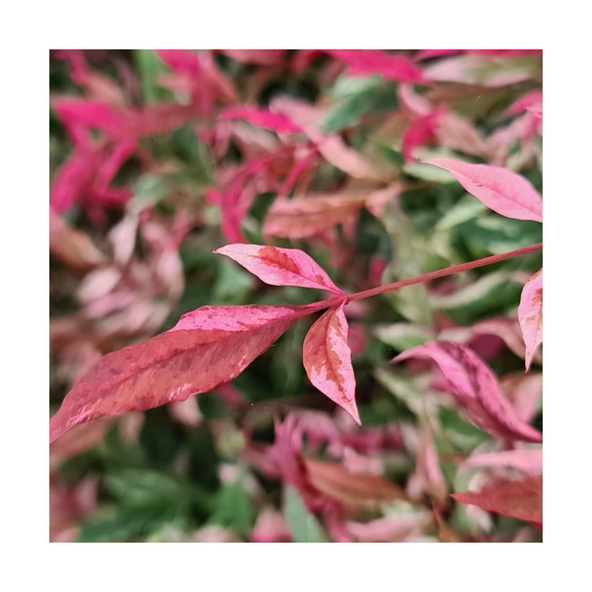 Bambou sacré Red Light® 'NRL2015', Nandina
