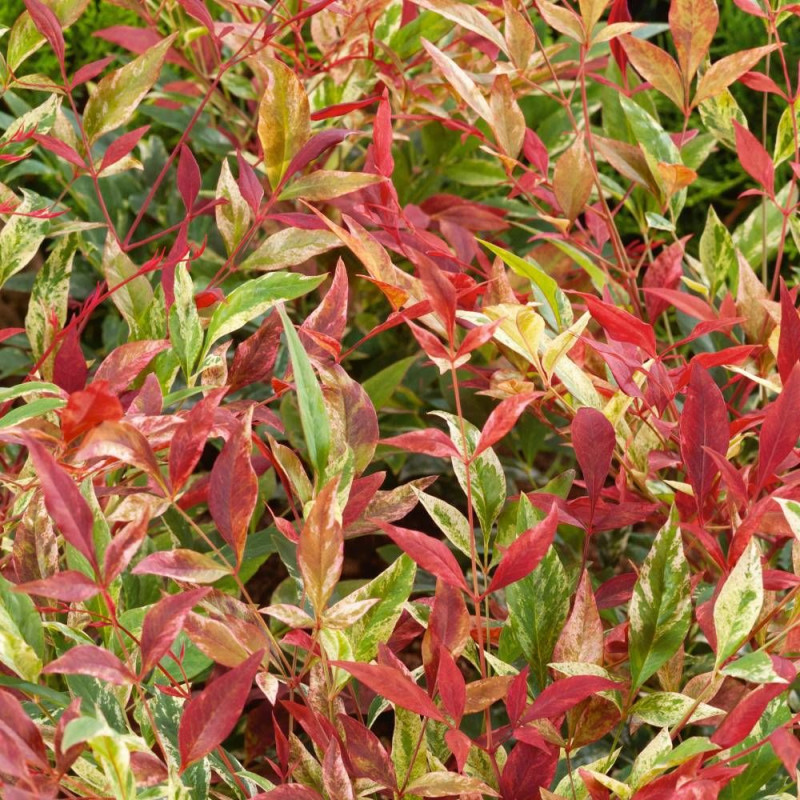 Bambou sacré Red Light® 'NRL2015', Nandina