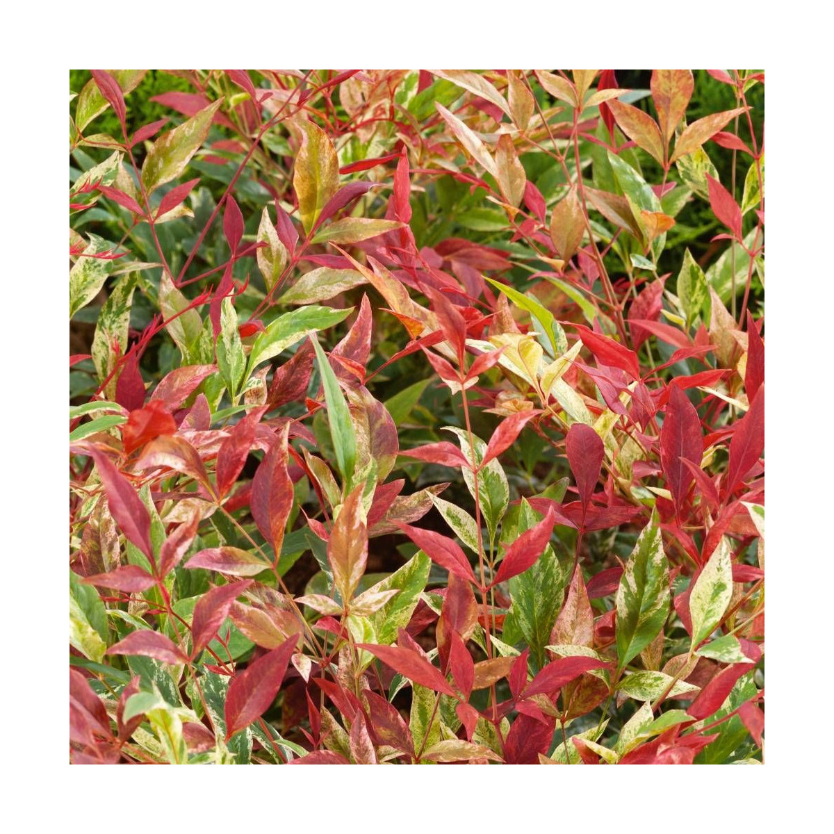 Bambou sacré Red Light® 'NRL2015', Nandina