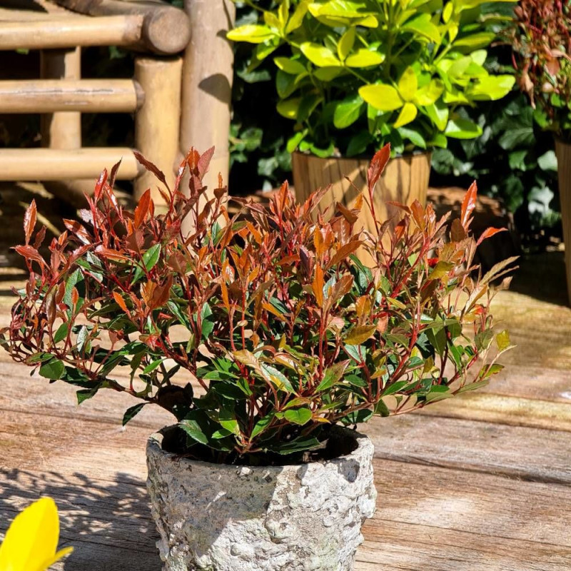 Photinia Chico® 'BR2011'