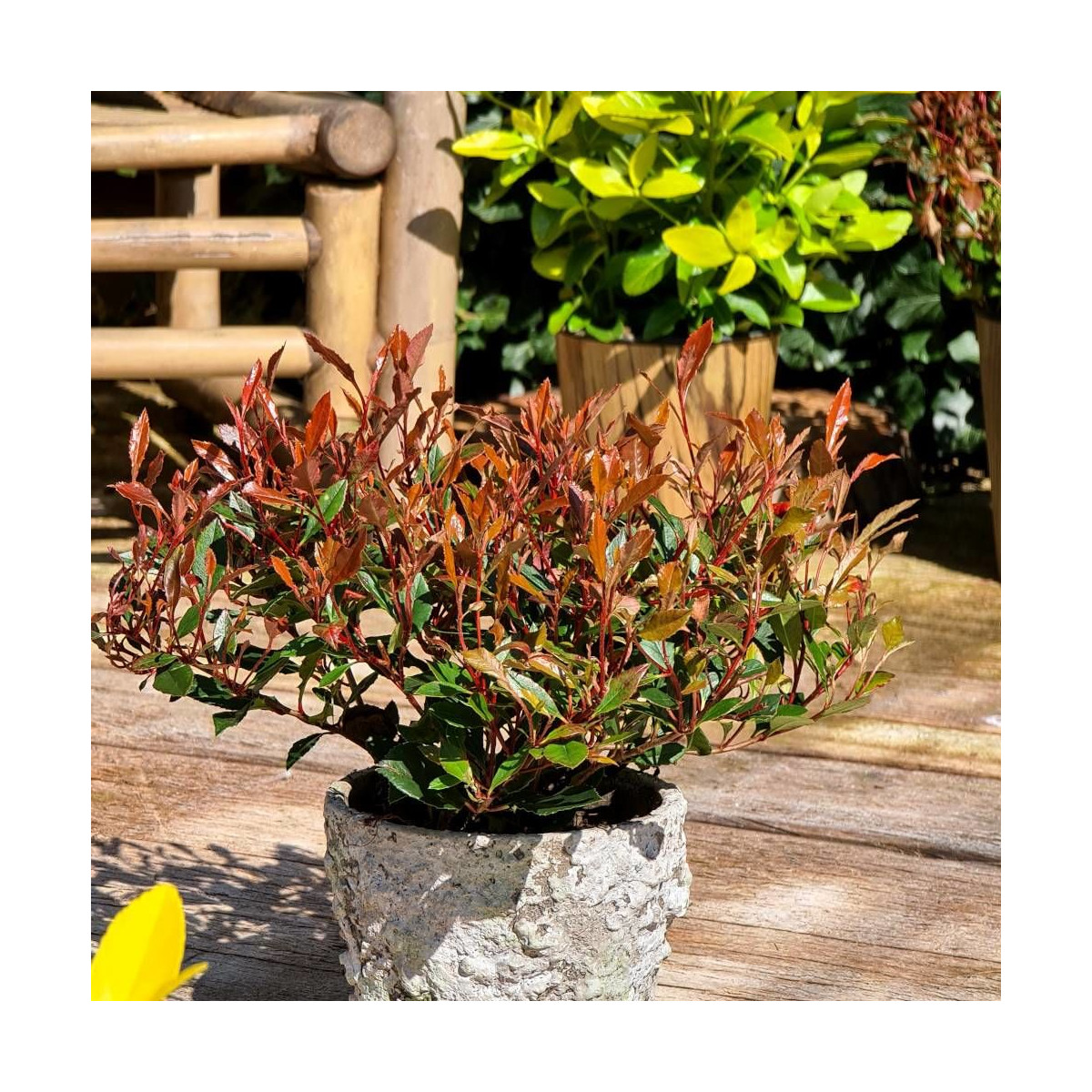 Photinia Chico® 'BR2011'