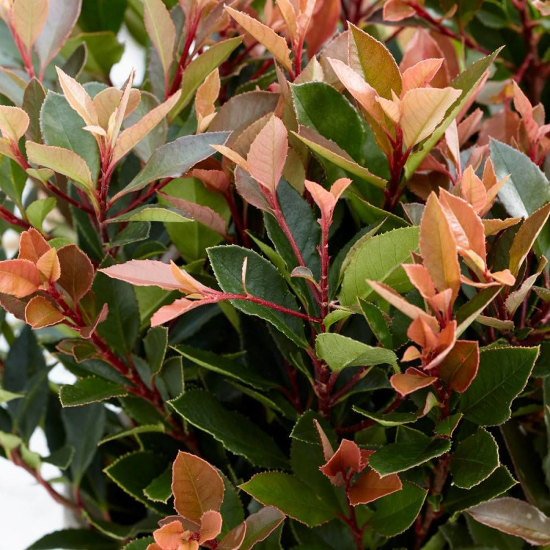 Photinia Chico® 'BR2011'