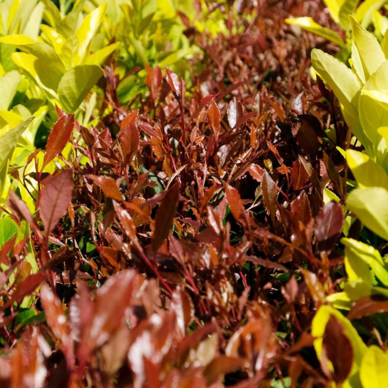 Photinia Chico® 'BR2011'