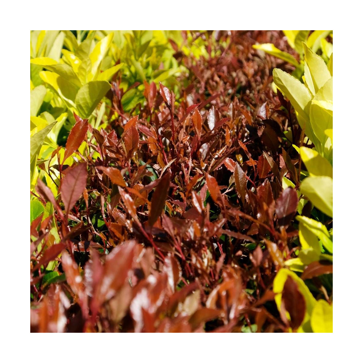 Photinia Chico® 'BR2011'
