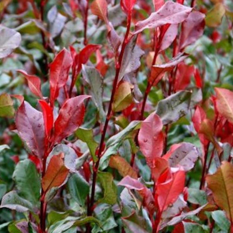 Photinia Red Planet®