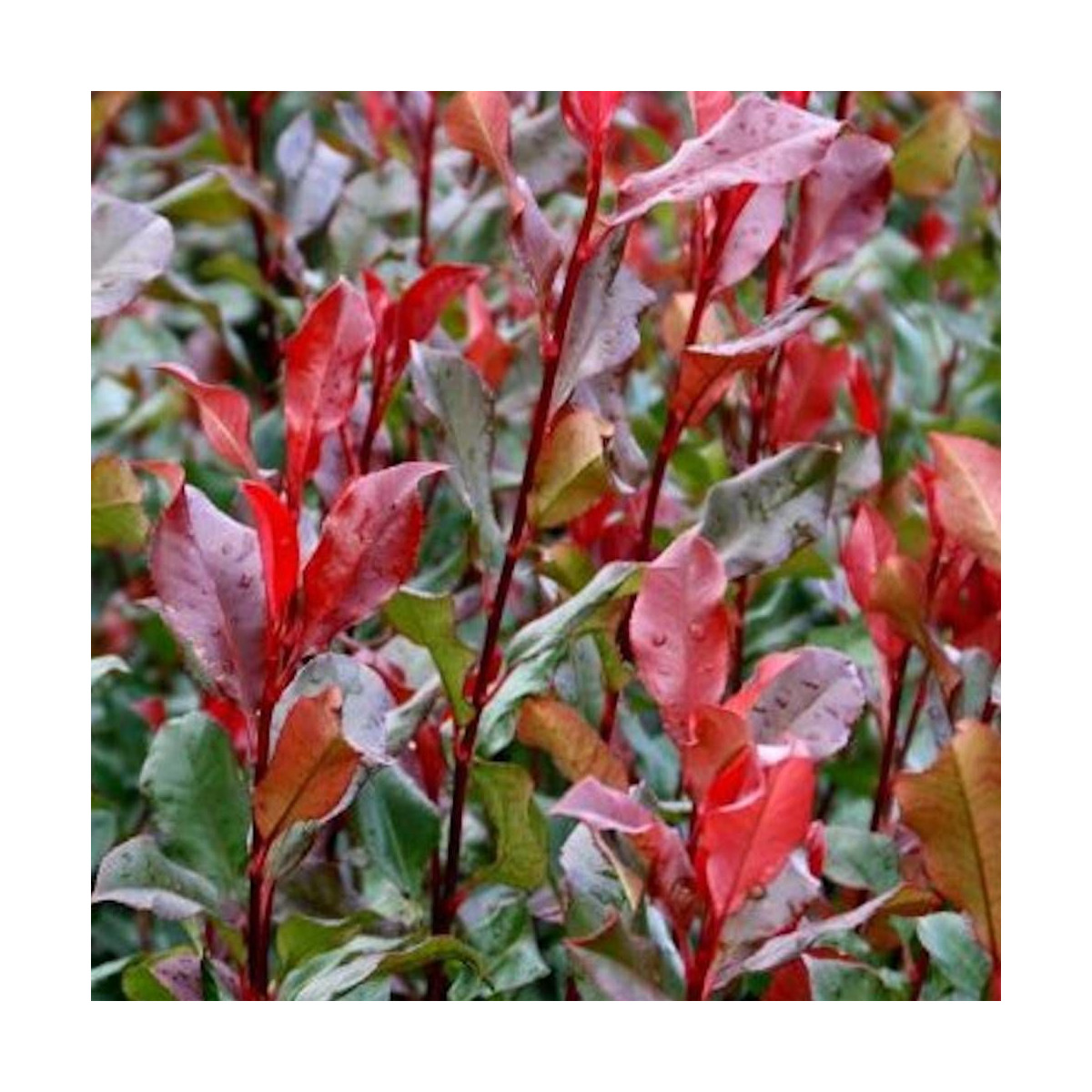 Photinia Red Planet® Photinia Red Planet®