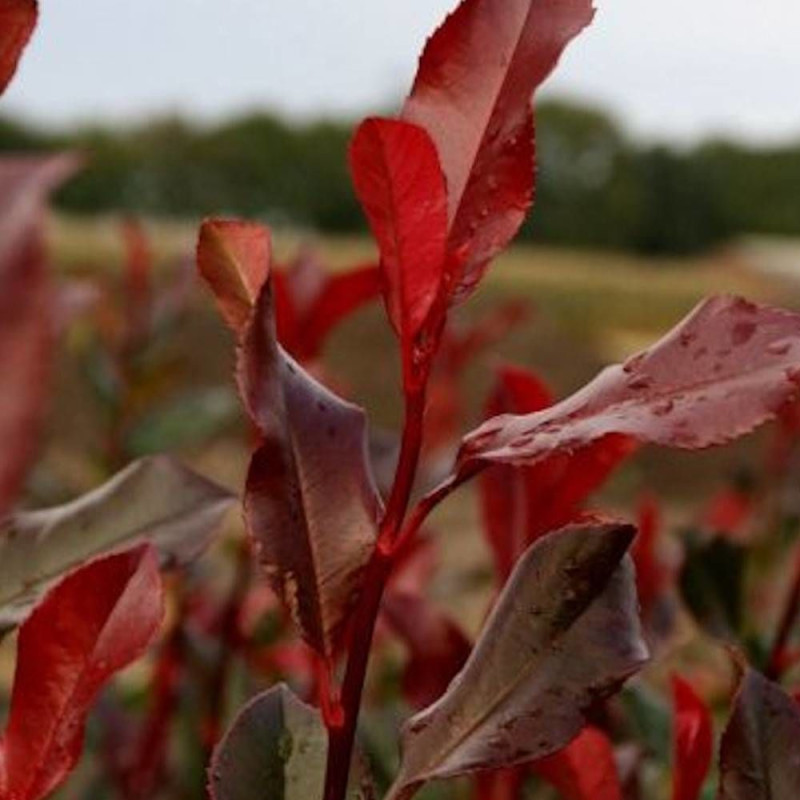 Photinia Red Planet®