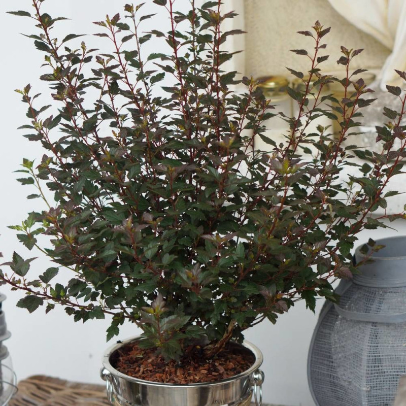 Physocarpus Little Joker® 'Hoogi041', Physocarpe