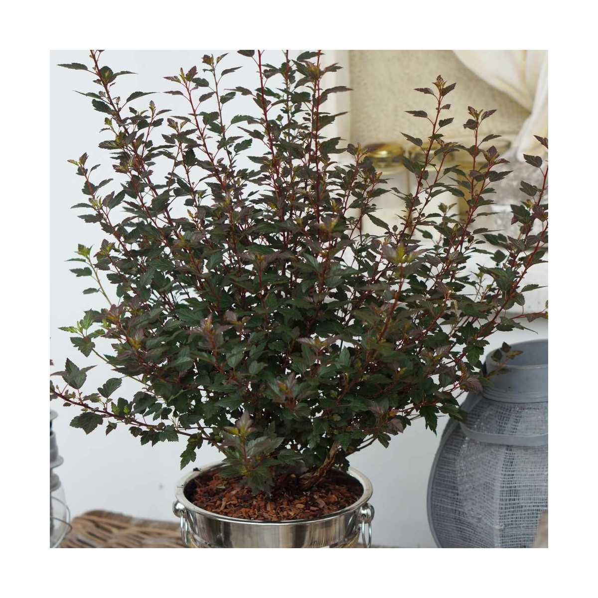 Physocarpus Little Joker® 'Hoogi041', Physocarpe Physocarpus Little Joker® 'Hoogi041', Physocarpe