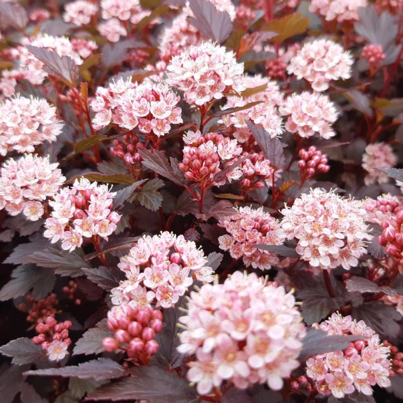 Physocarpus Little Joker® 'Hoogi041', Physocarpe