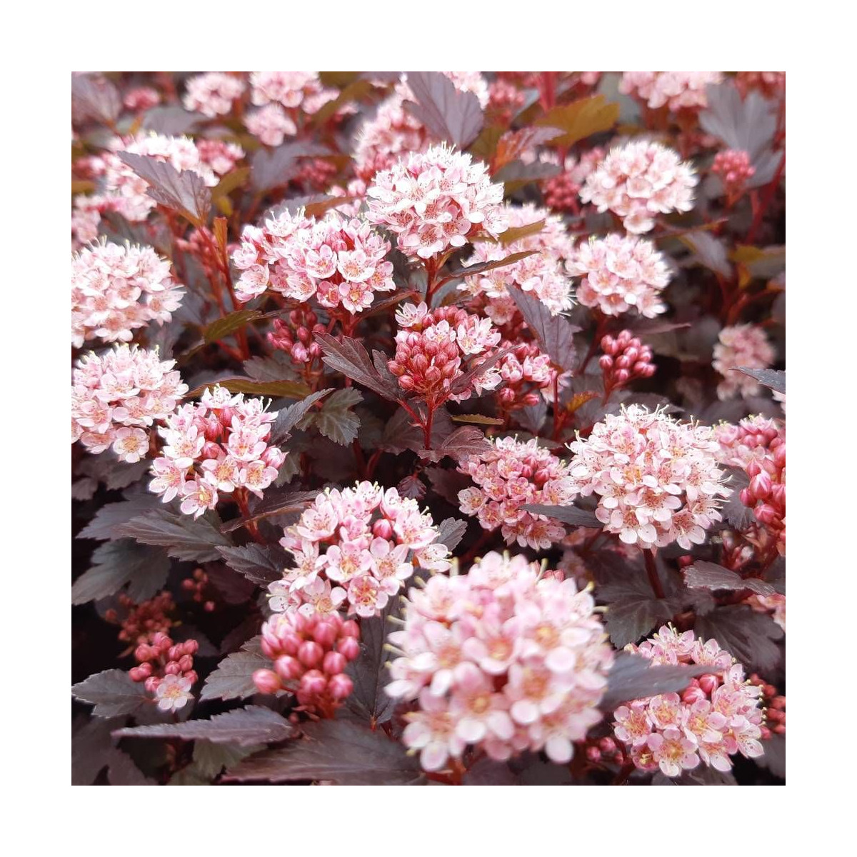 Physocarpus Little Joker® 'Hoogi041', Physocarpe Physocarpus Little Joker® 'Hoogi041', Physocarpe