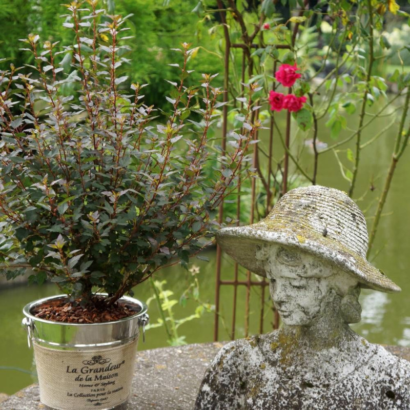 Physocarpus Little Joker® 'Hoogi041', Physocarpe