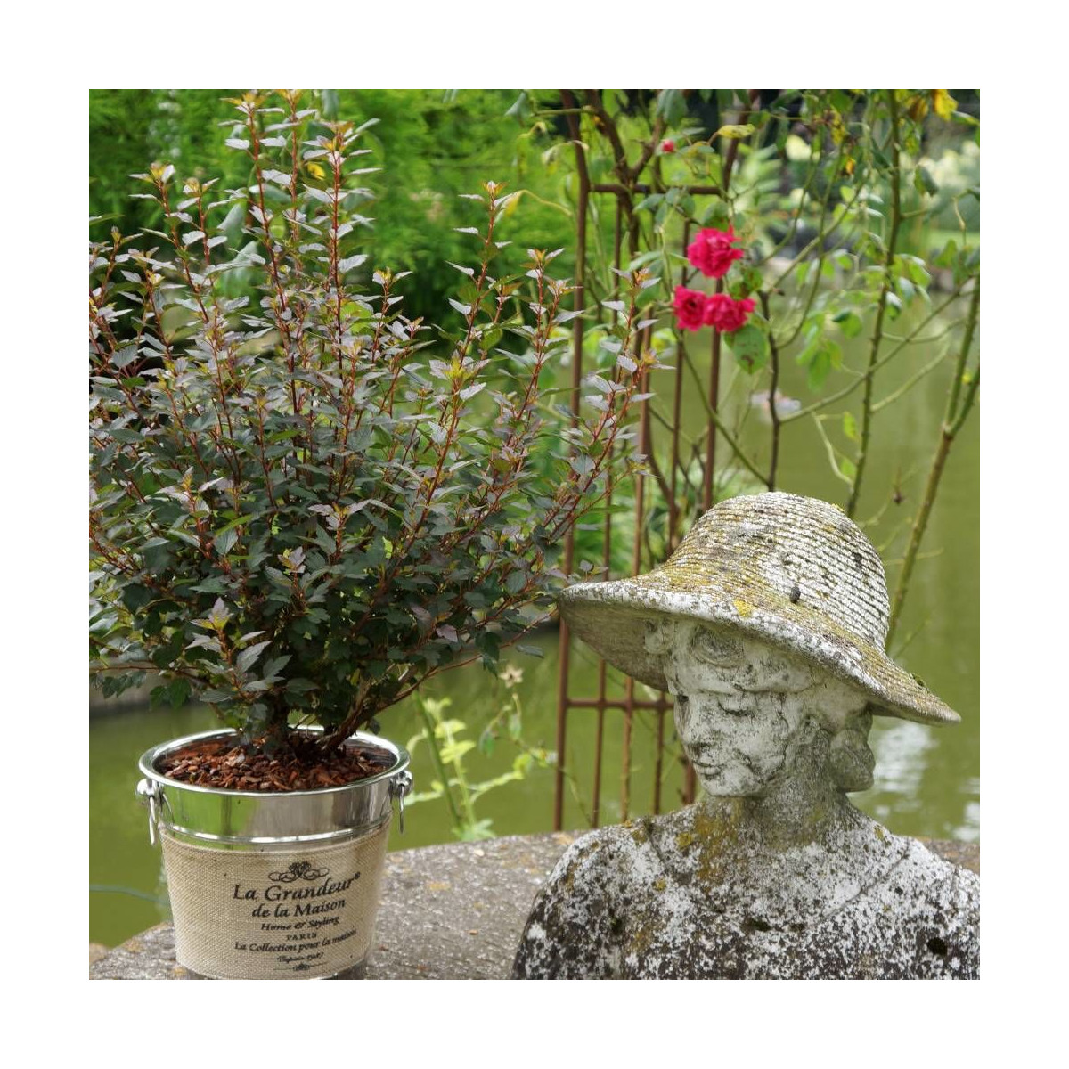 Physocarpus Little Joker® 'Hoogi041', Physocarpe Physocarpus Little Joker® 'Hoogi041', Physocarpe