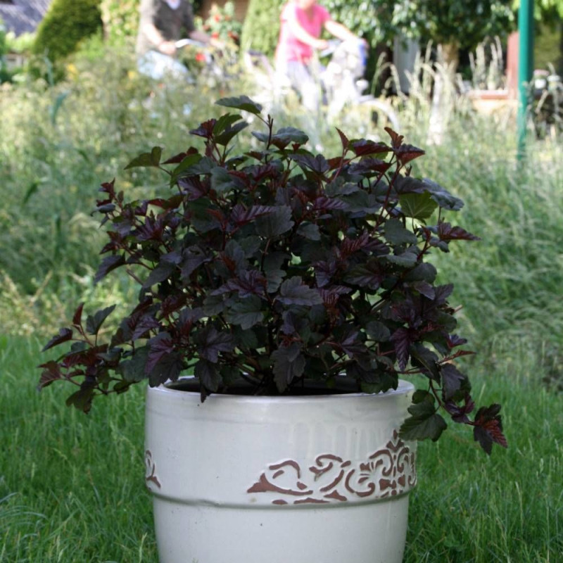 Physocarpus Red Esquire® 'Gelesq', Physocarpe