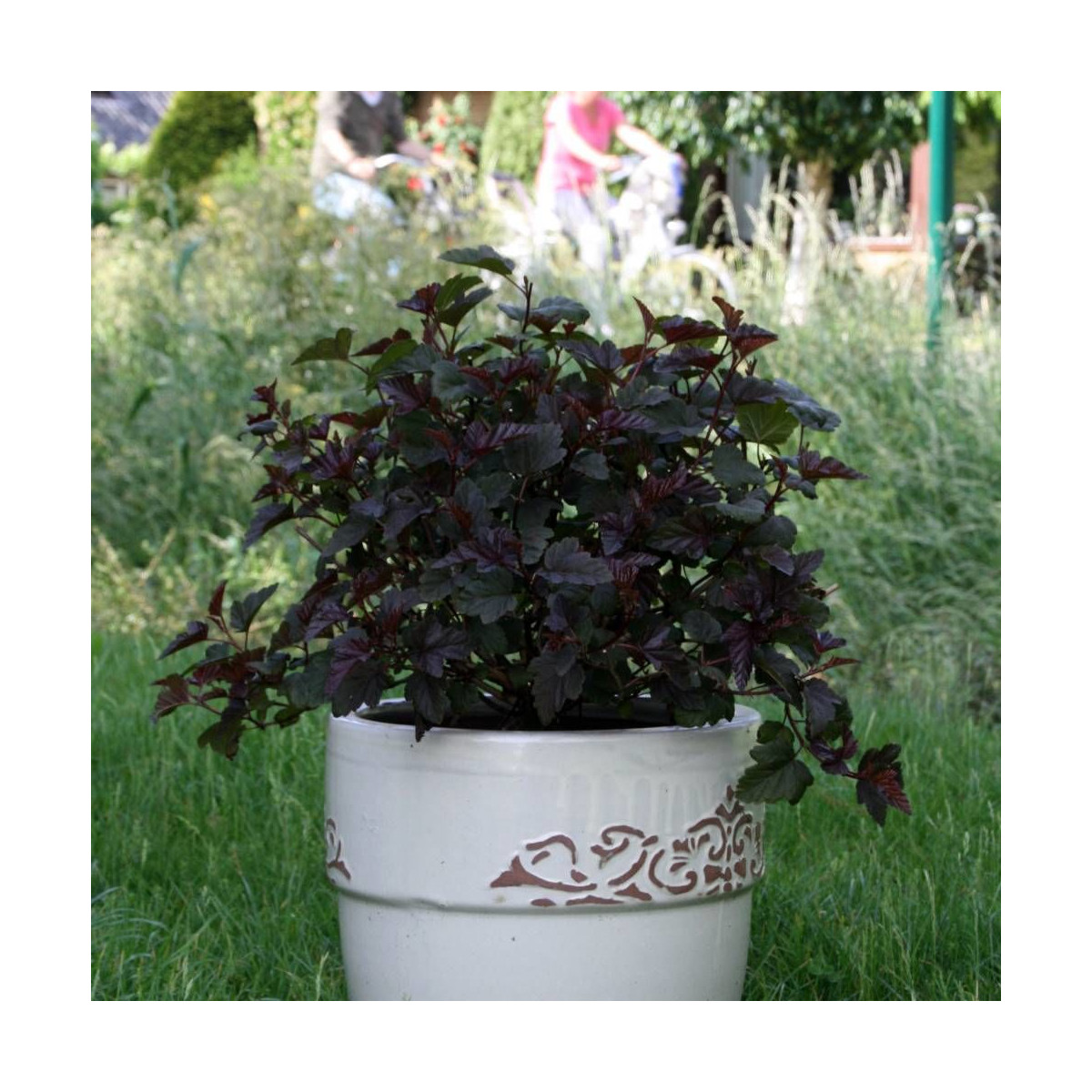 Physocarpus Red Esquire® 'Gelesq', Physocarpe