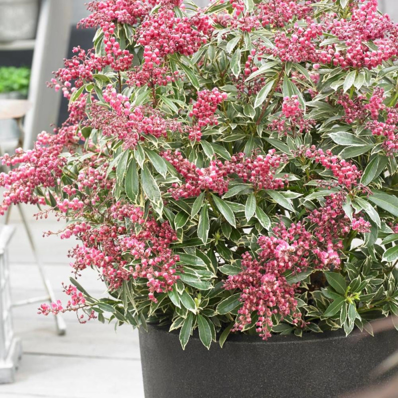 Andromède du Japon Polar Passion® 'PPOBAS'