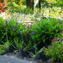 Laurier palme Green Planet® 'GRPL18'