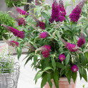 Arbre aux papillons Sugar Plum® 'Lonplum'