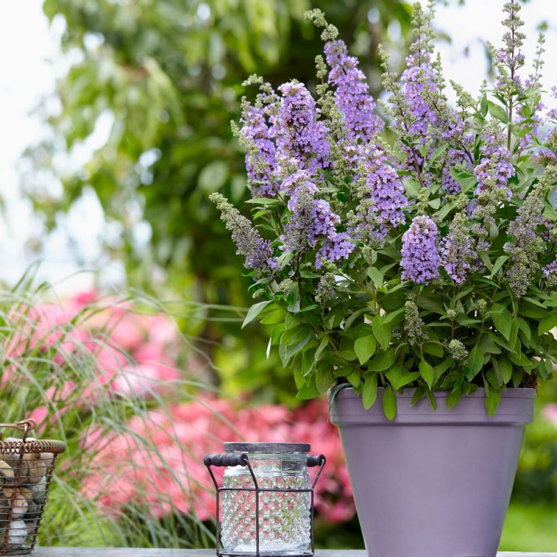 Arbre aux papillons davidii High Five Purple® 'Podcept1'