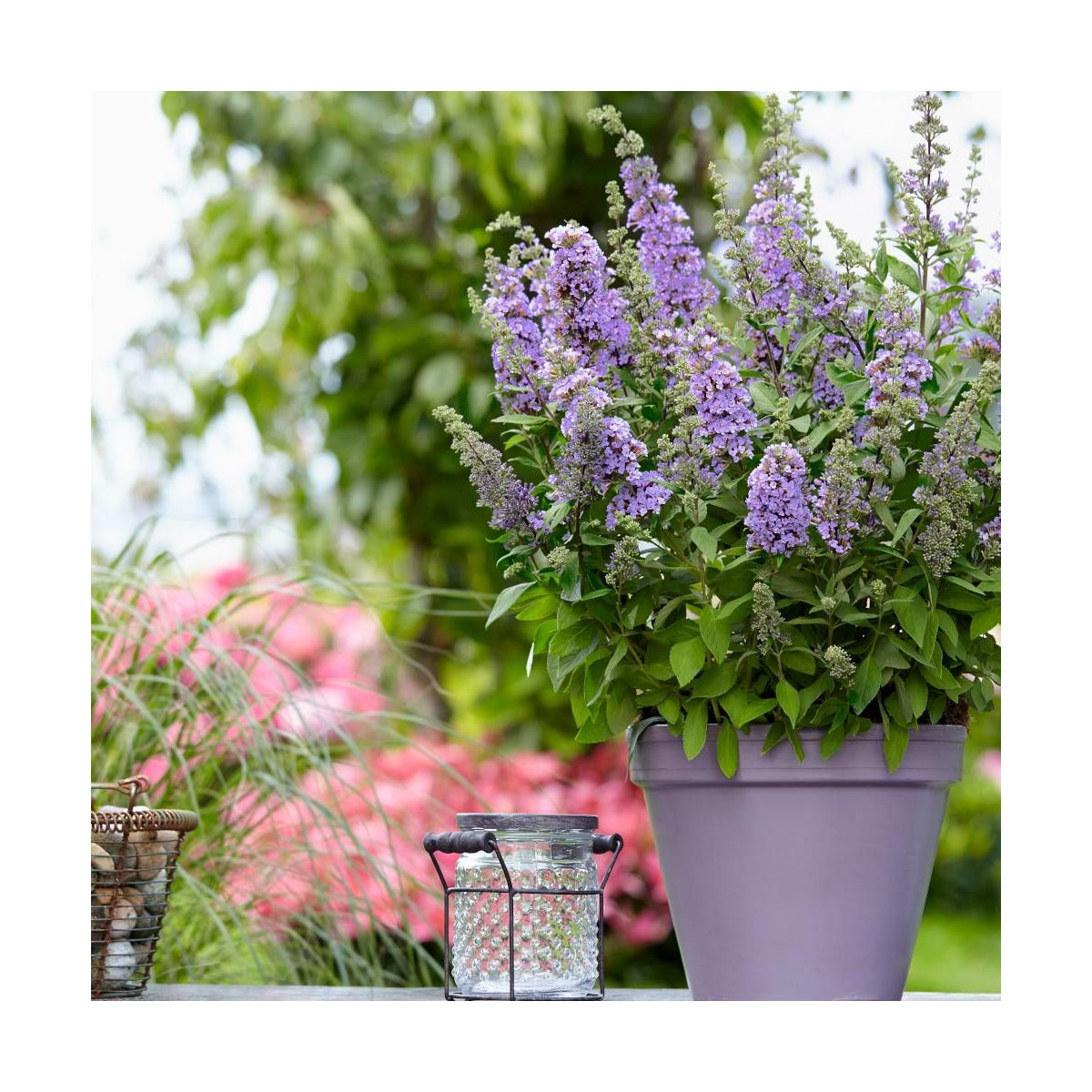Arbre aux papillons davidii High Five Purple® 'Podcept1'