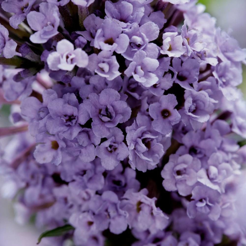 Arbre aux papillons High Five Purple® 'Podcept1', Buddleia