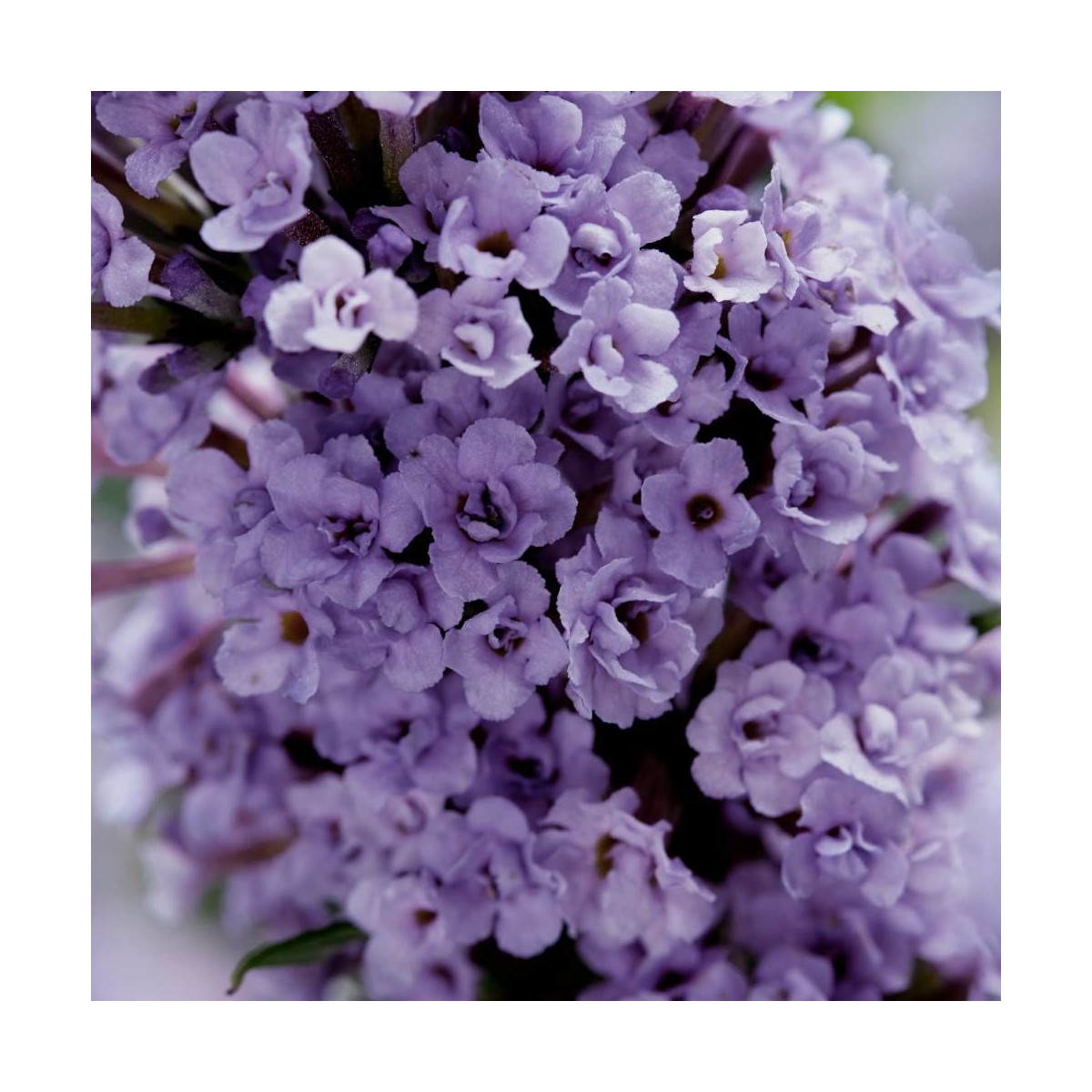 Arbre aux papillons davidii High Five Purple® 'Podcept1'