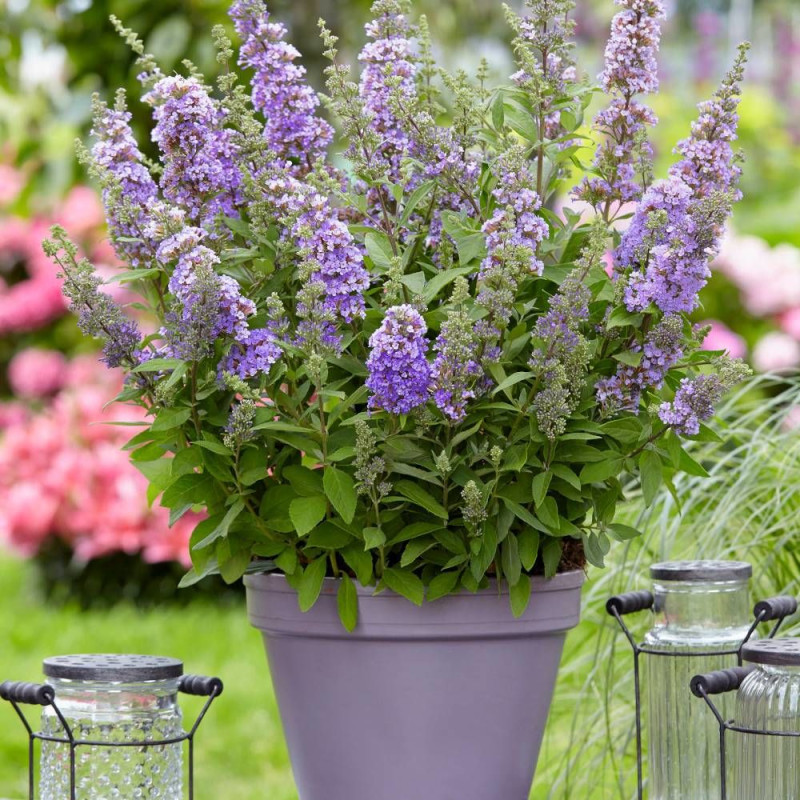 Arbre aux papillons High Five Purple® 'Podcept1', Buddleia
