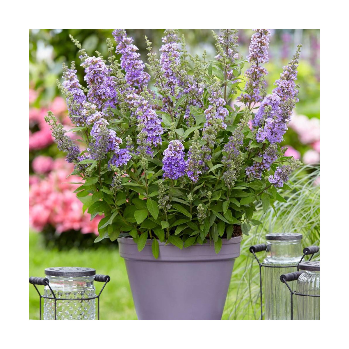 Arbre aux papillons davidii High Five Purple® 'Podcept1'
