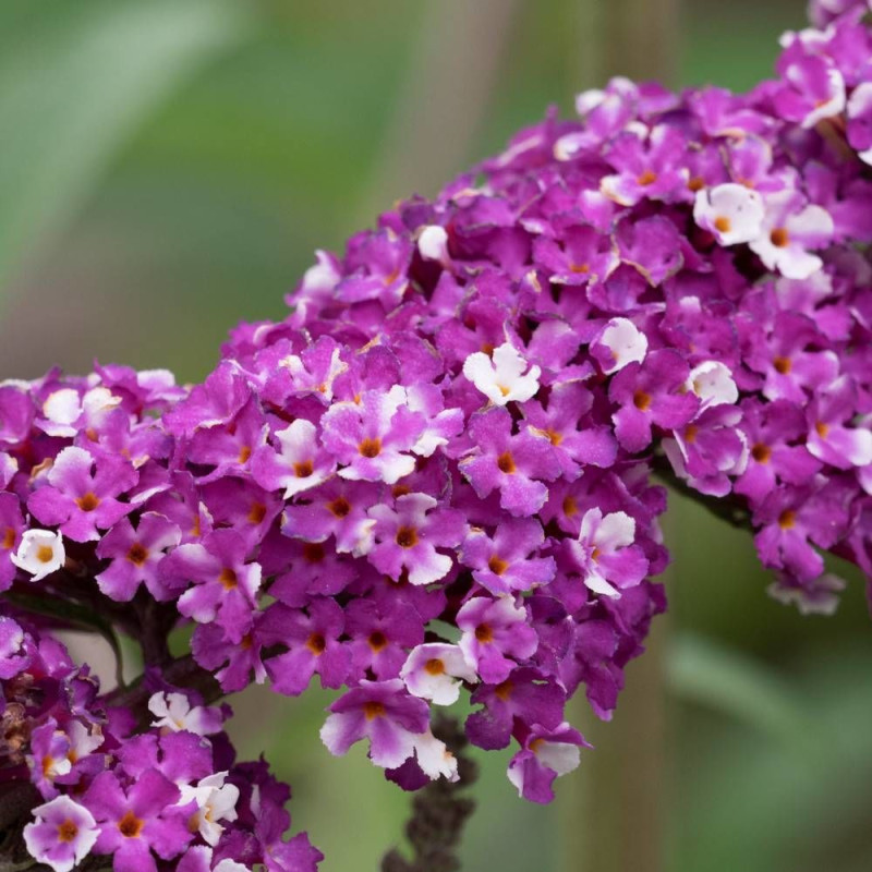 Arbre aux papillons Berries & Cream® 'Pmoore14', Buddleia