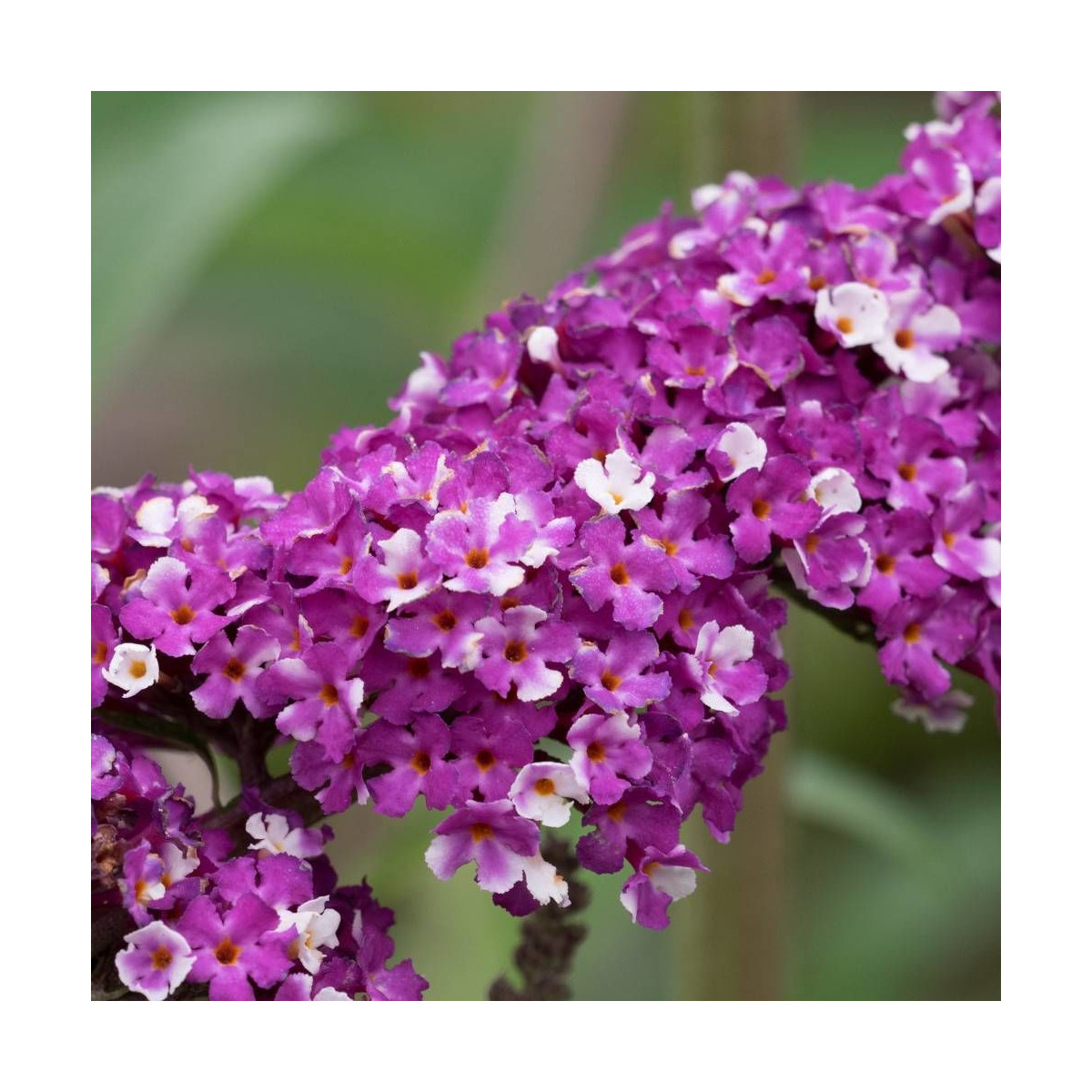 Arbre aux papillons Berries & Cream® 'Pmoore14', Buddleia
