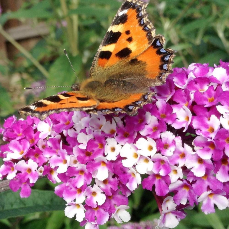 Arbre aux papillons Berries & Cream® 'Pmoore14', Buddleia