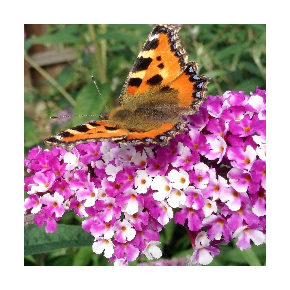 Arbre aux papillons Berries & Cream® 'Pmoore14', Buddleia