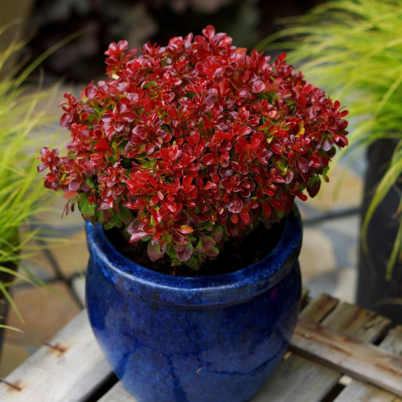 Epine-vinette rouge Lutin Rouge®, Berberis