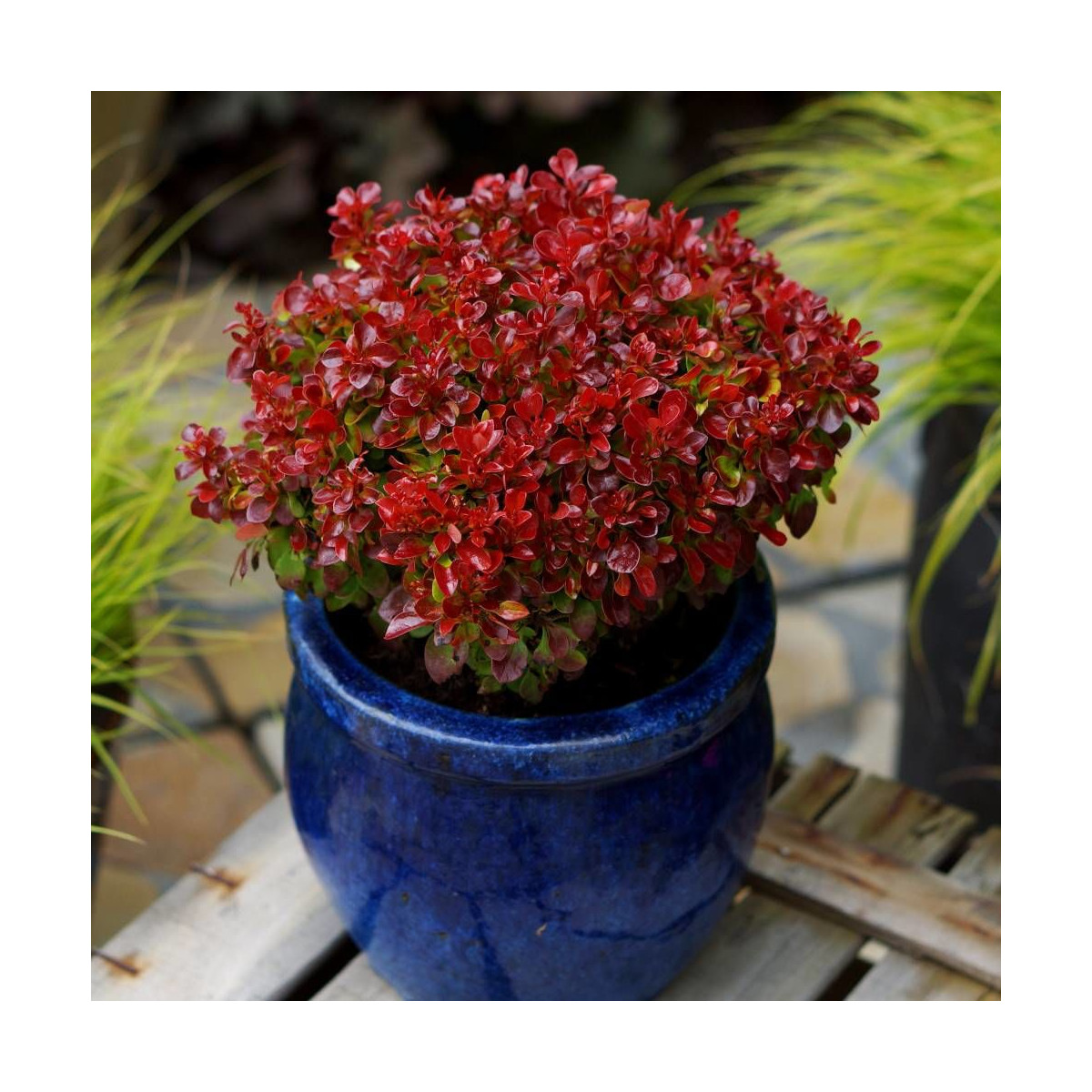 Epine-vinette rouge Lutin Rouge®, Berberis