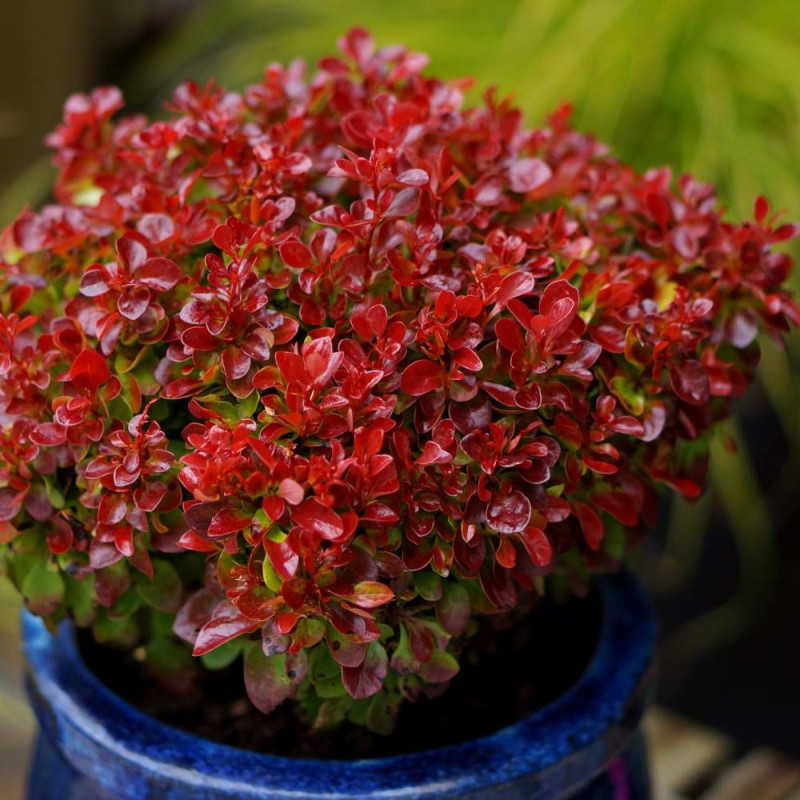 Epine-vinette rouge Lutin Rouge®, Berberis