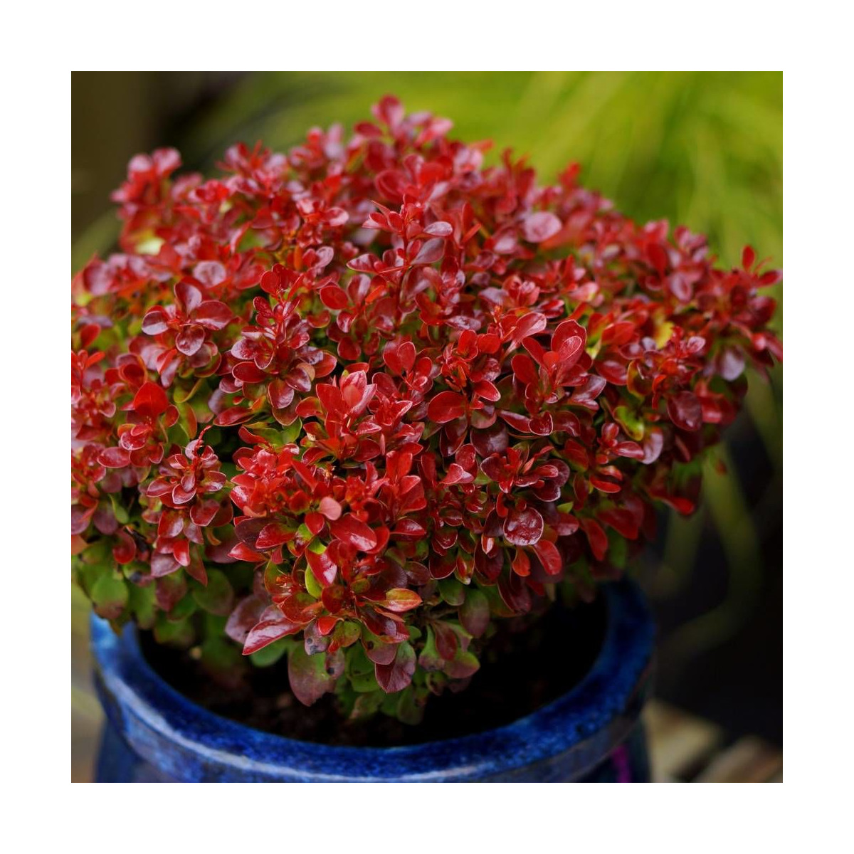 Epine-vinette rouge Lutin Rouge®, Berberis