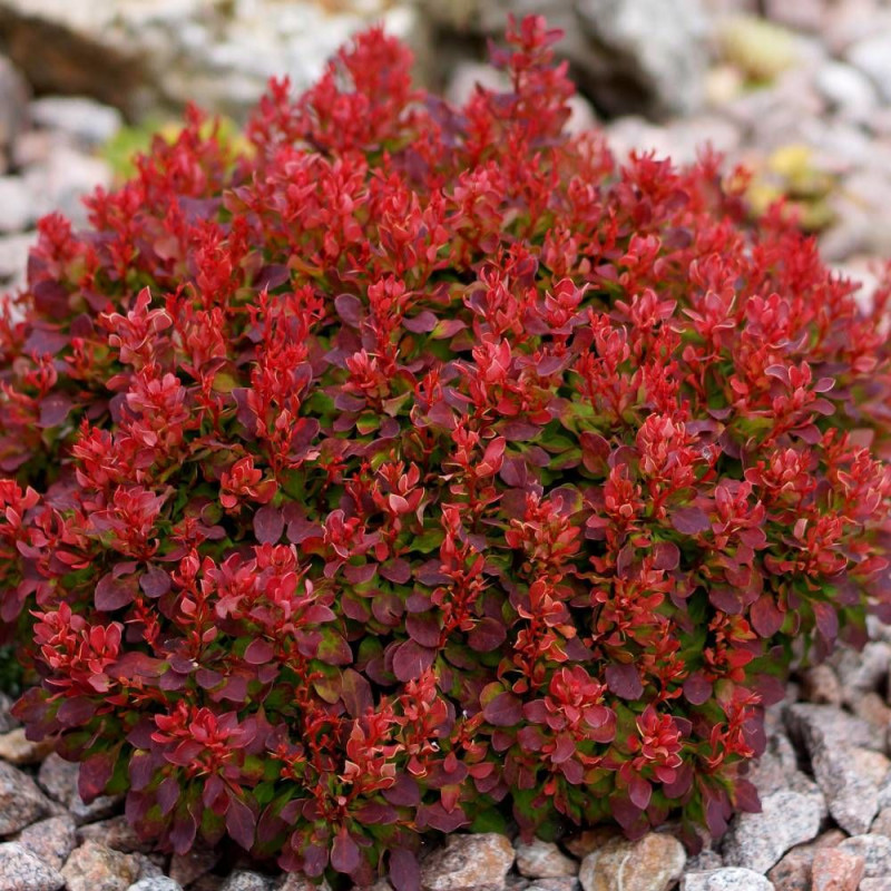 Epine-vinette rouge Lutin Rouge®, Berberis
